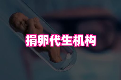 swisee孕网 3